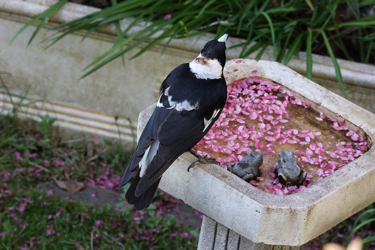 Australian Magpie (Black-backed) - ML624019582