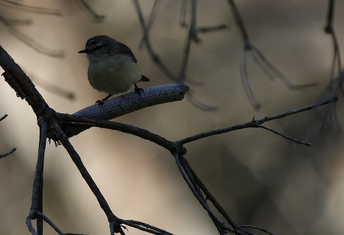 Yellow-rumped Thornbill - Kevin McLeod