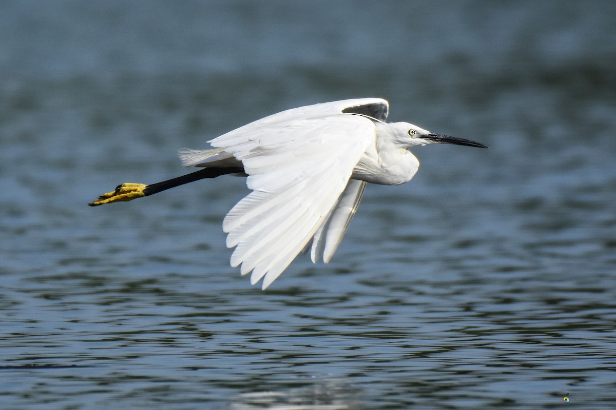 Little Egret - ML624019586