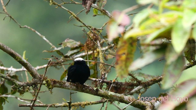 Manakin à tête blanche - ML624019587