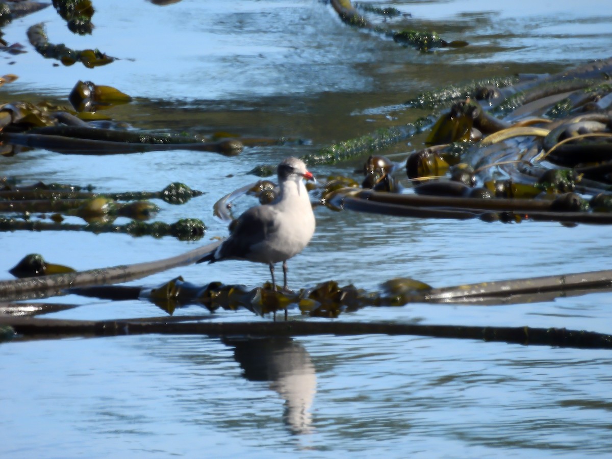 Heermann's Gull - ML624019588