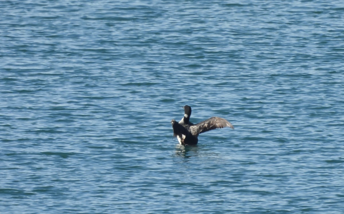 Common Loon - ML624019589