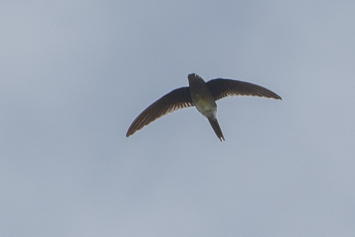 Gray-rumped Treeswift - ML624019590