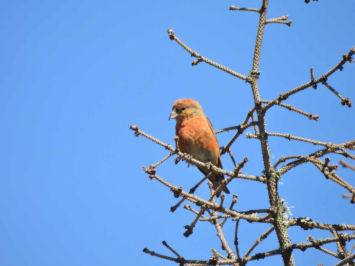 Red Crossbill - ML624019591