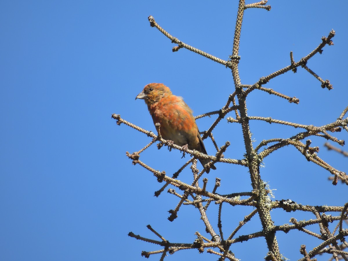 Red Crossbill - ML624019592