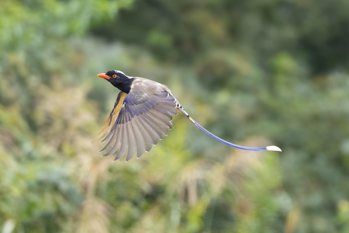 Red-billed Blue-Magpie - ML624019596