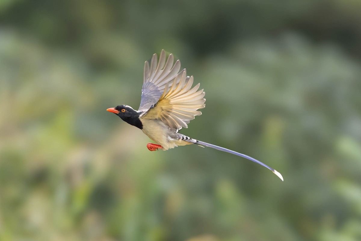 Red-billed Blue-Magpie - ML624019597