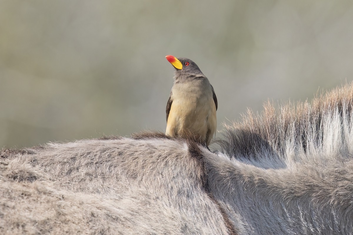 Yellow-billed Oxpecker - ML624019600