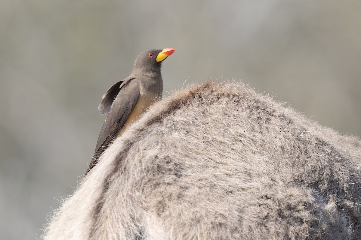 Yellow-billed Oxpecker - ML624019601