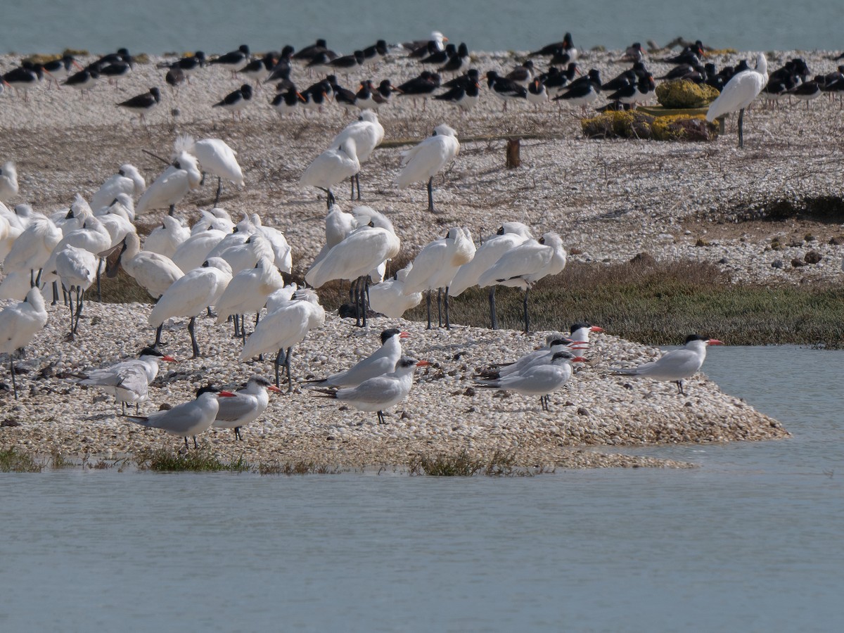 Caspian Tern - ML624019602