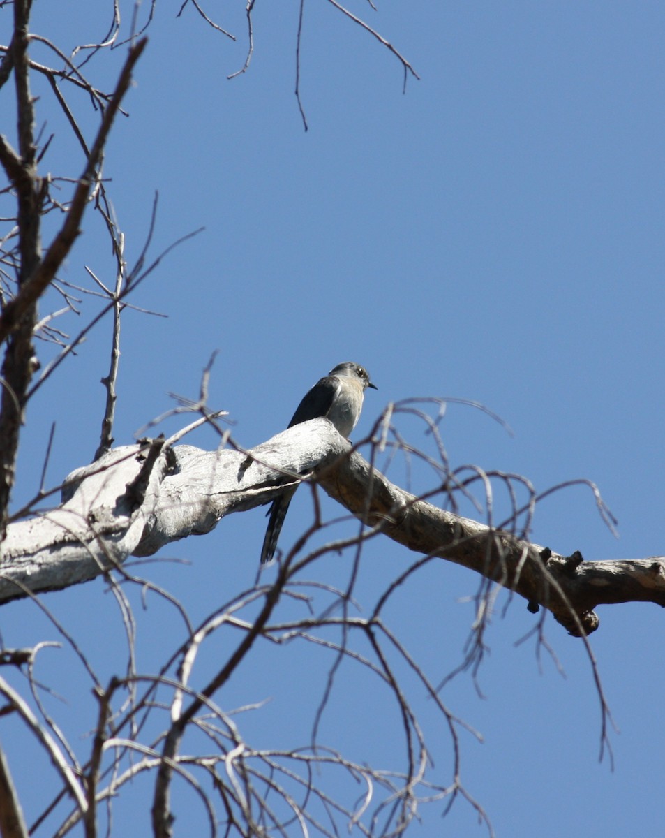 Pallid Cuckoo - ML624019604