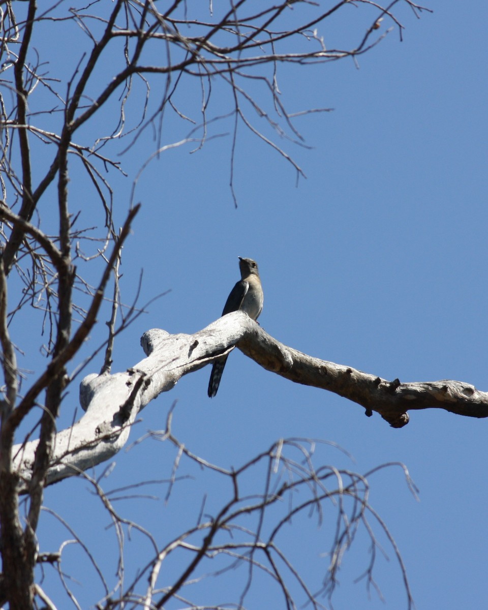 Pallid Cuckoo - ML624019605