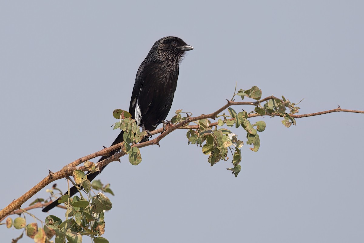 Magpie Shrike - ML624019607