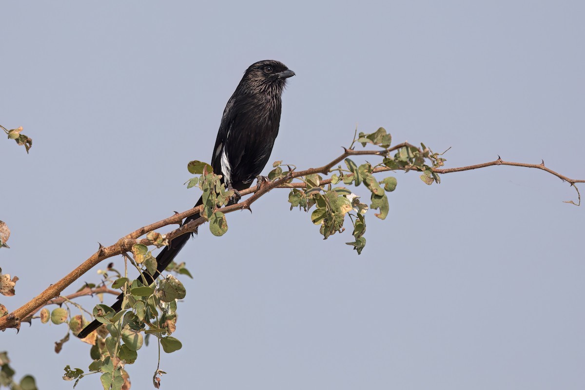 Magpie Shrike - ML624019608