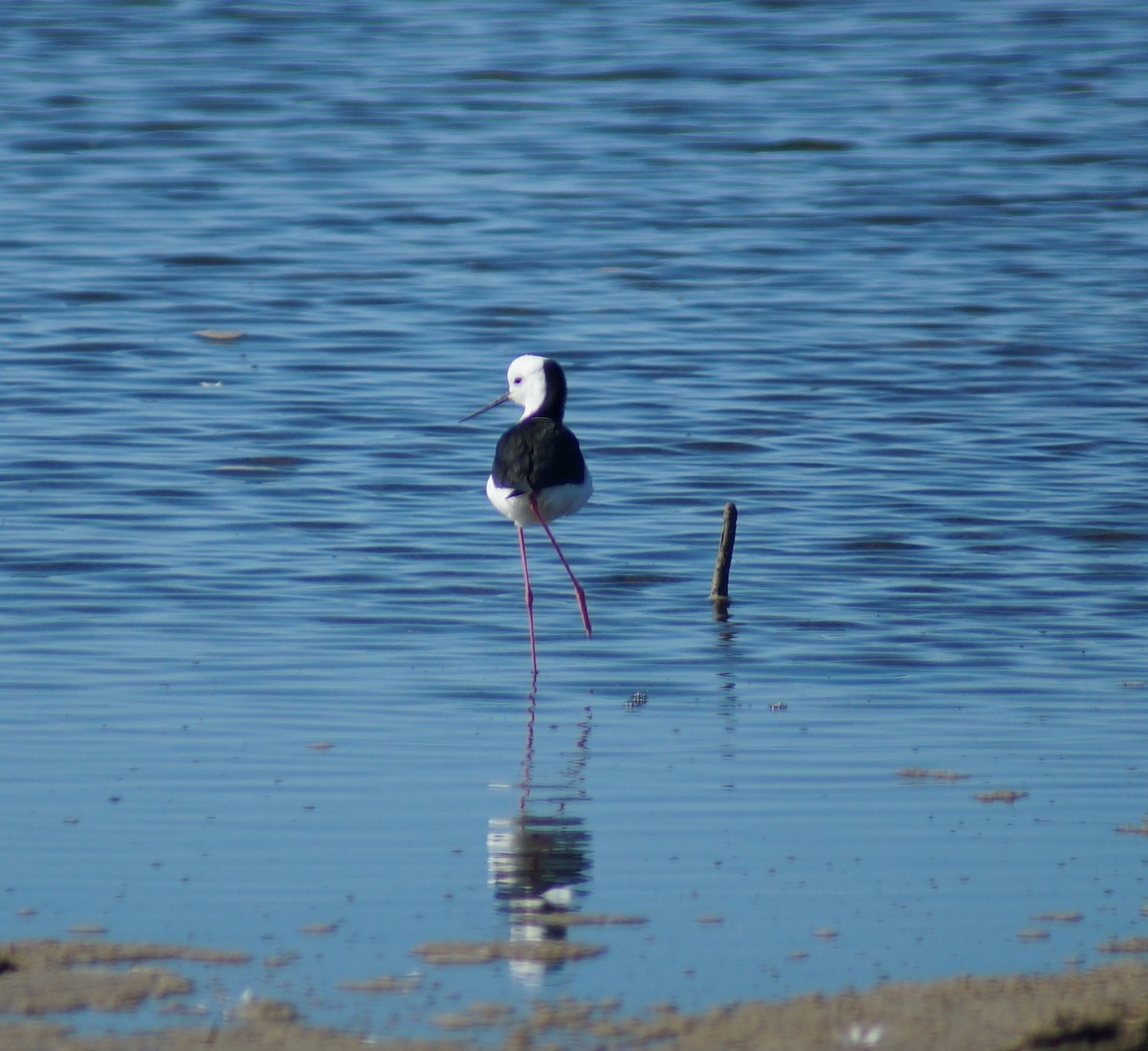 Pied Stilt - ML62401961