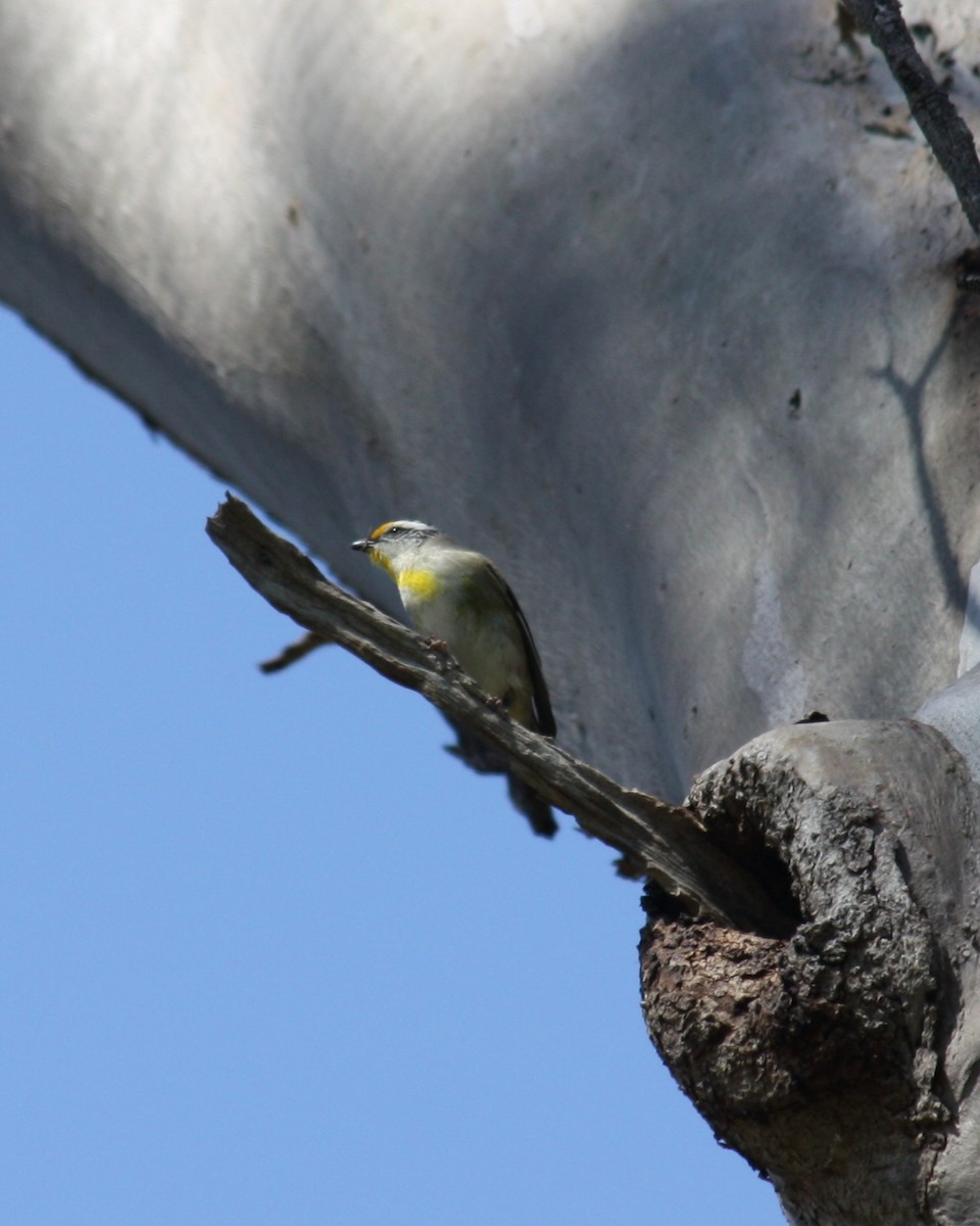 Striated Pardalote - ML624019610