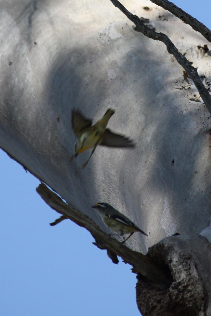 Streifenpanthervogel - ML624019611