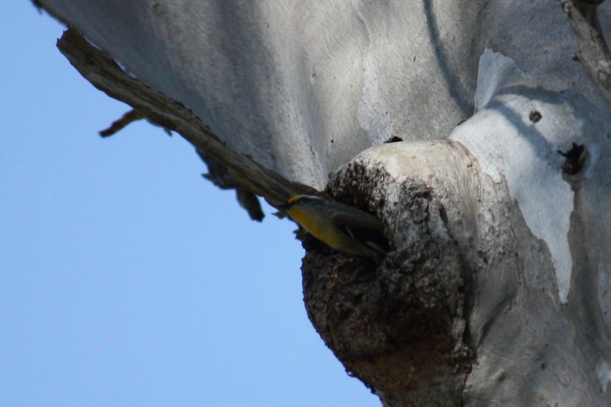 Streifenpanthervogel - ML624019612