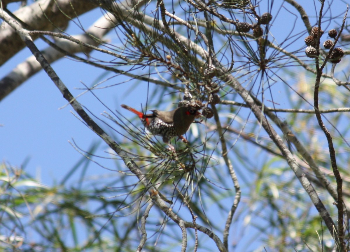 Red-eared Firetail - ML624019613