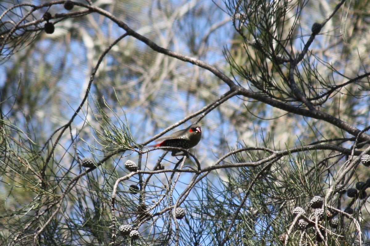 Red-eared Firetail - ML624019614