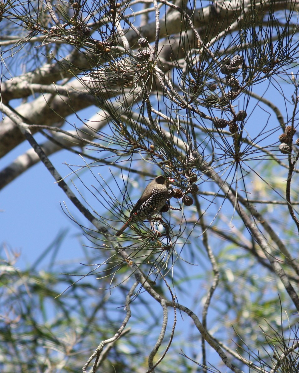 Red-eared Firetail - ML624019615