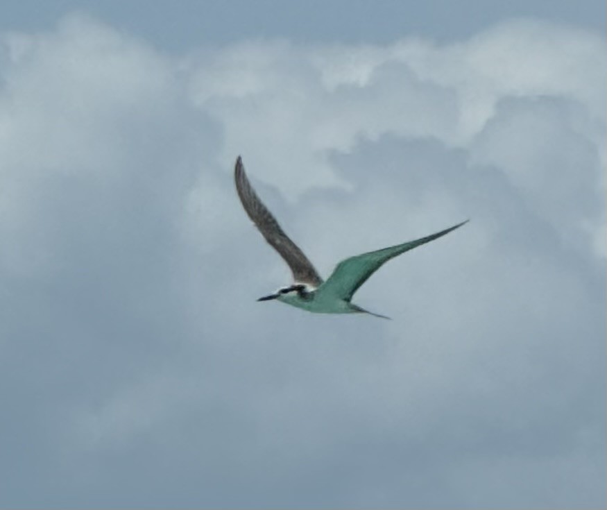 Bridled Tern - ML624019620