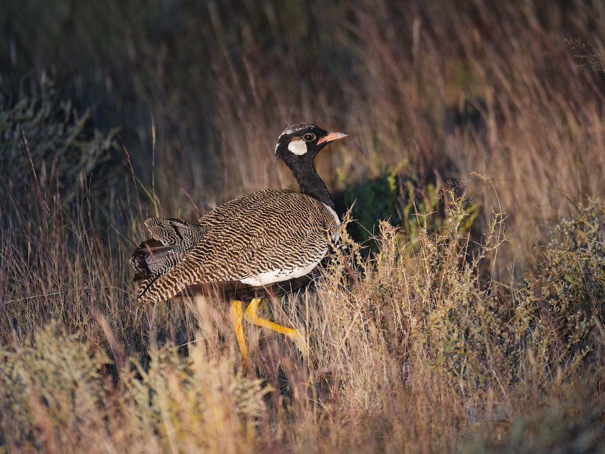 White-quilled Bustard - ML624019623