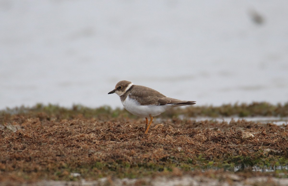 Little Ringed Plover - ML624019624