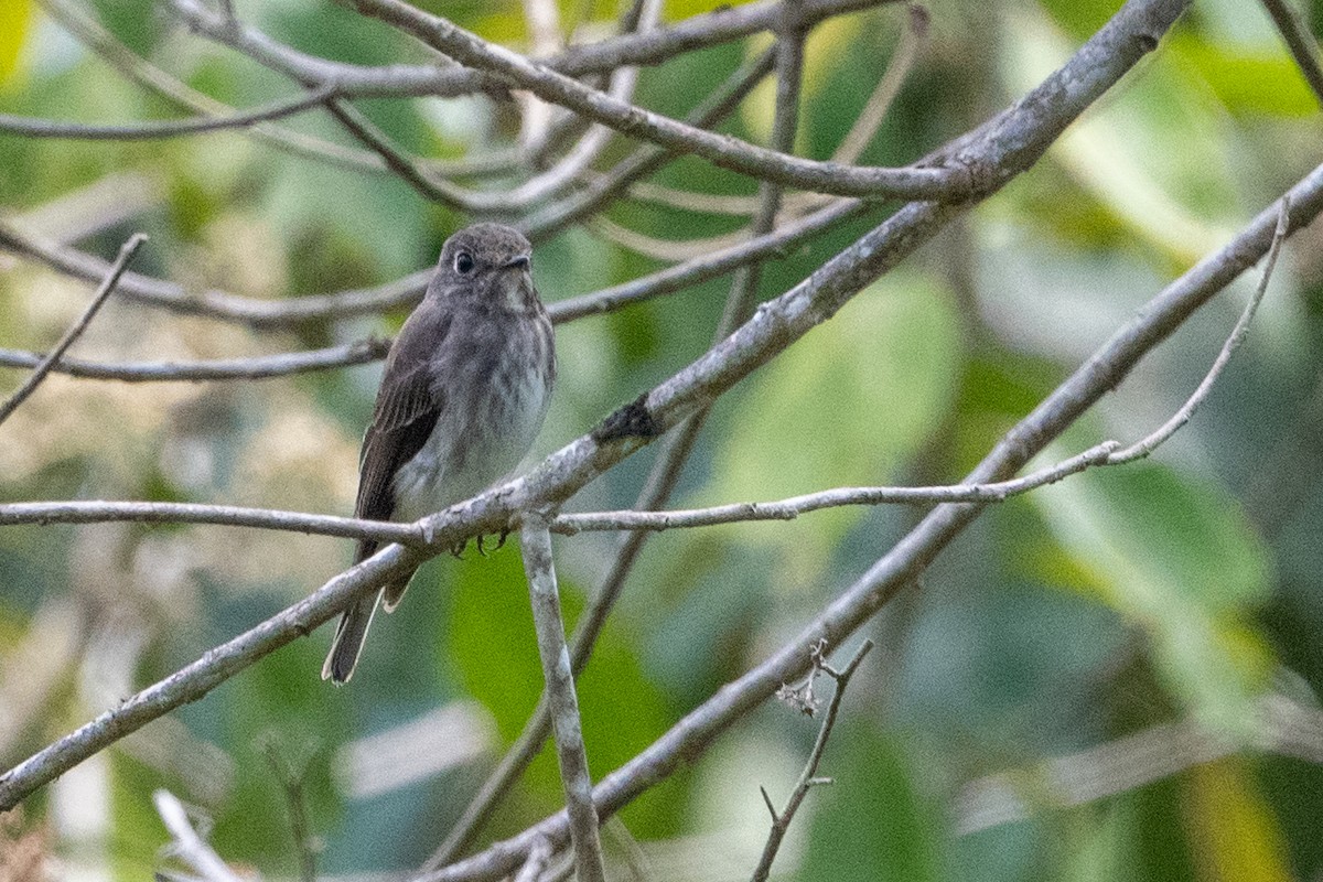 Dark-sided Flycatcher - ML624019625