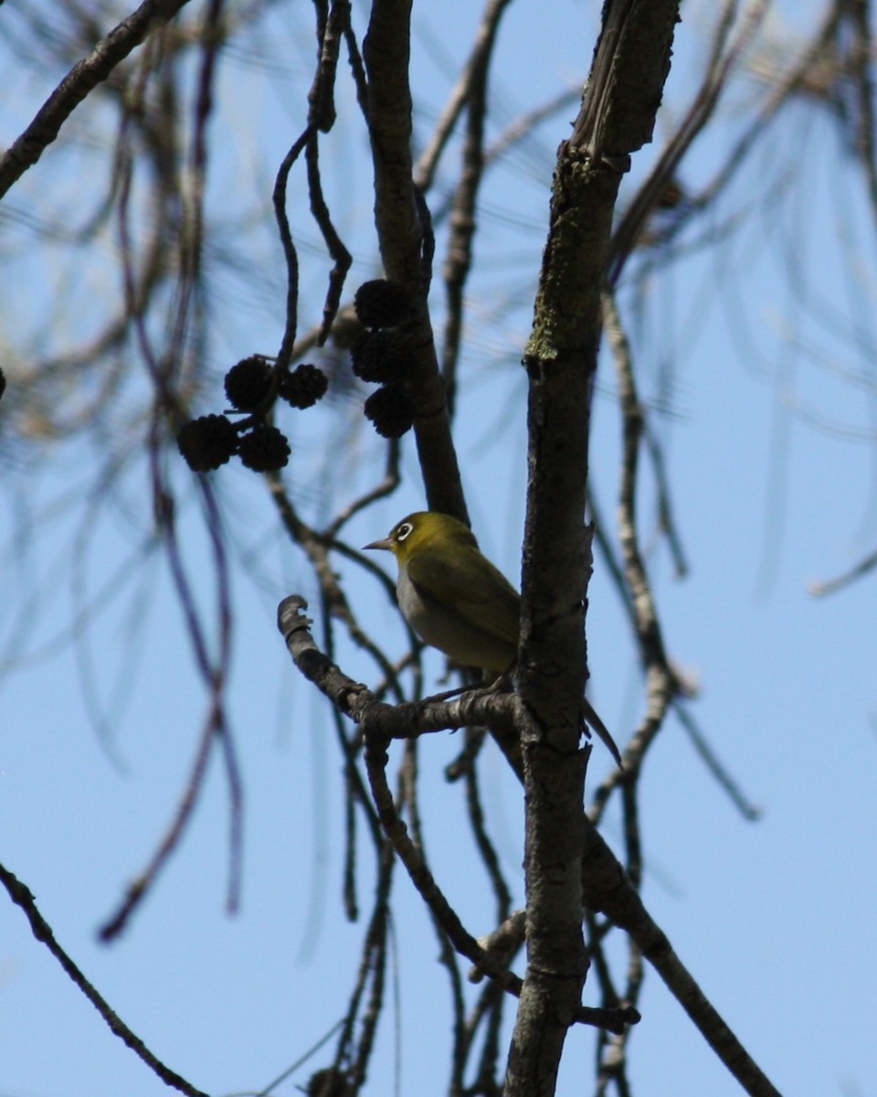 Silvereye - ML624019626