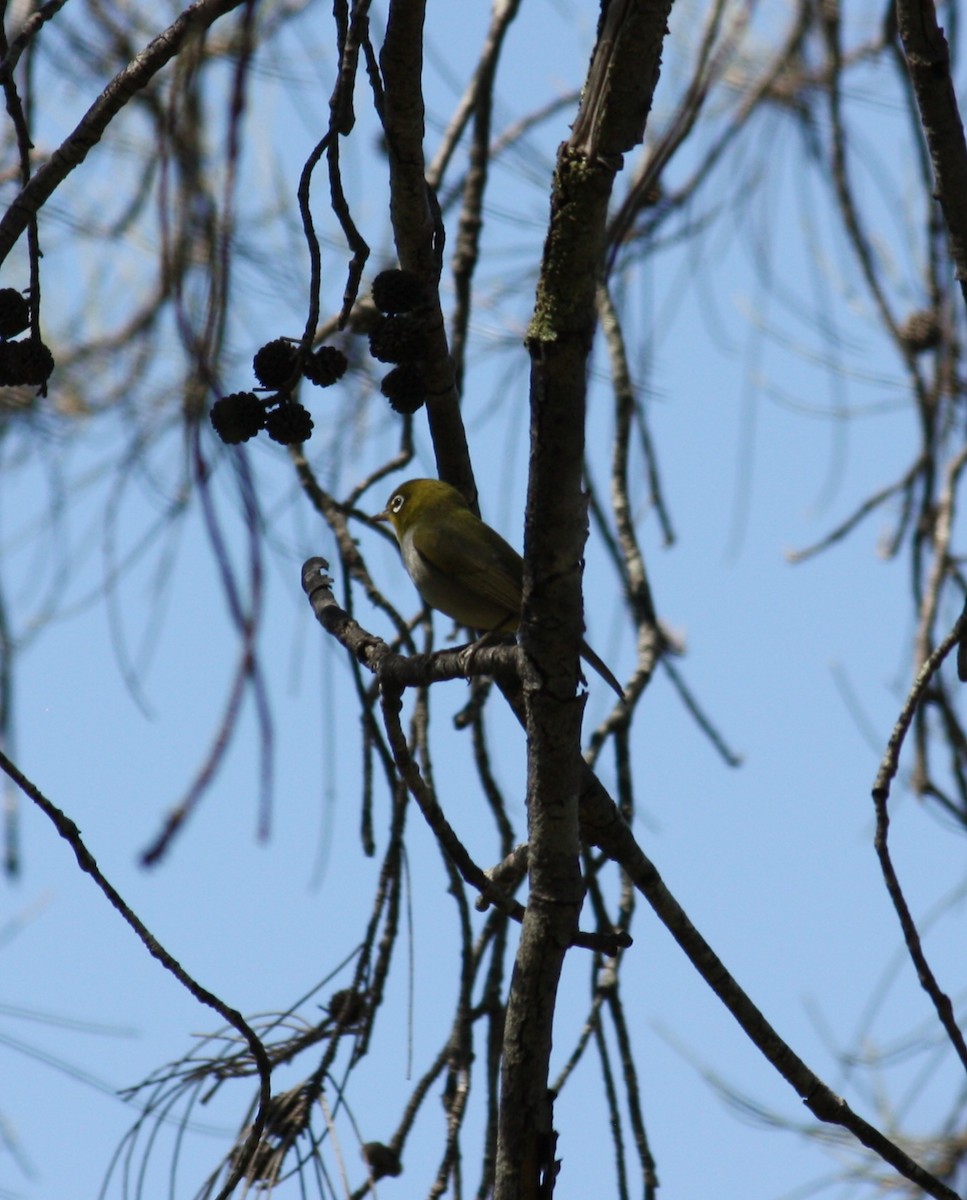 Silvereye - ML624019627