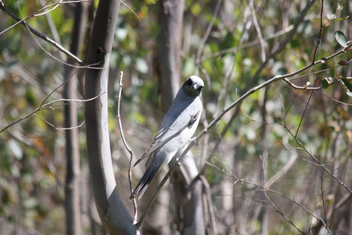 Black-faced Cuckooshrike - ML624019628