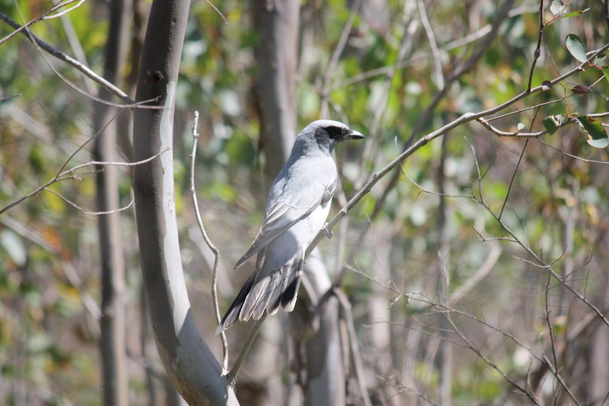 Black-faced Cuckooshrike - Christopher Courts