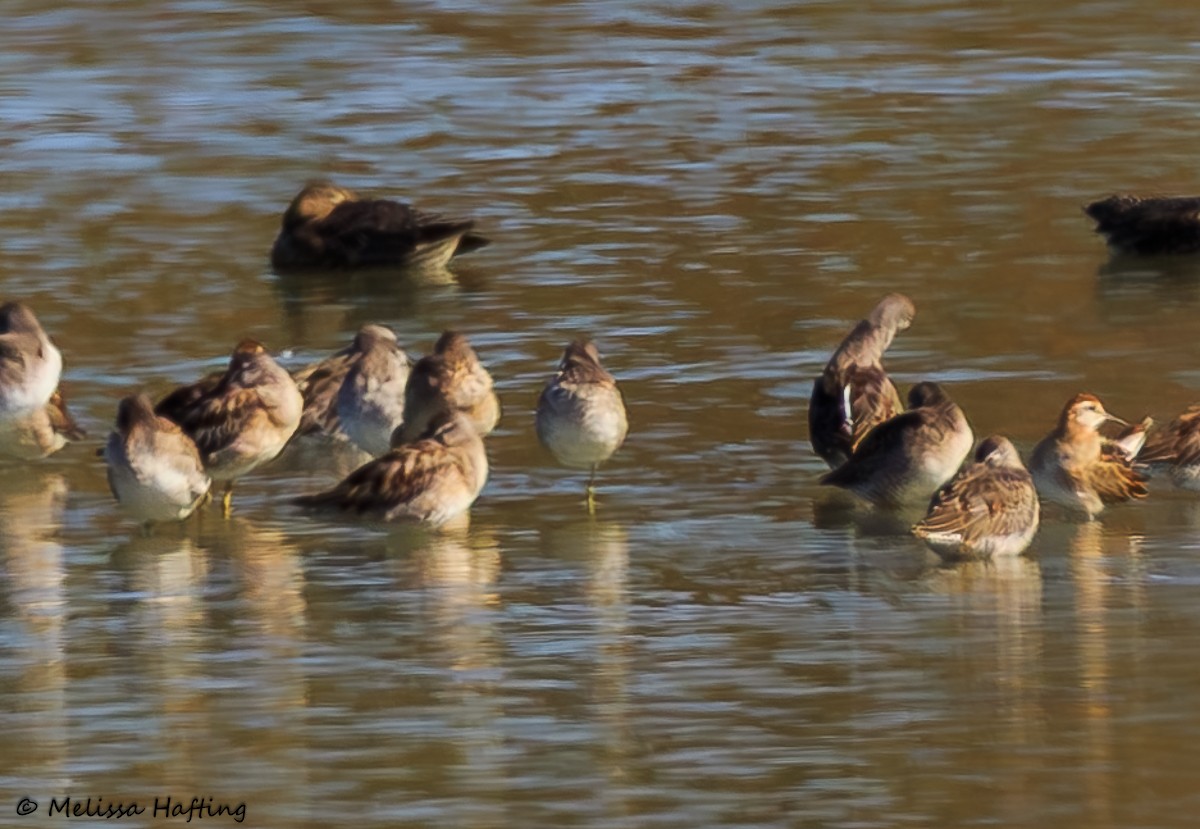 Bécasseau à queue pointue - ML624019630