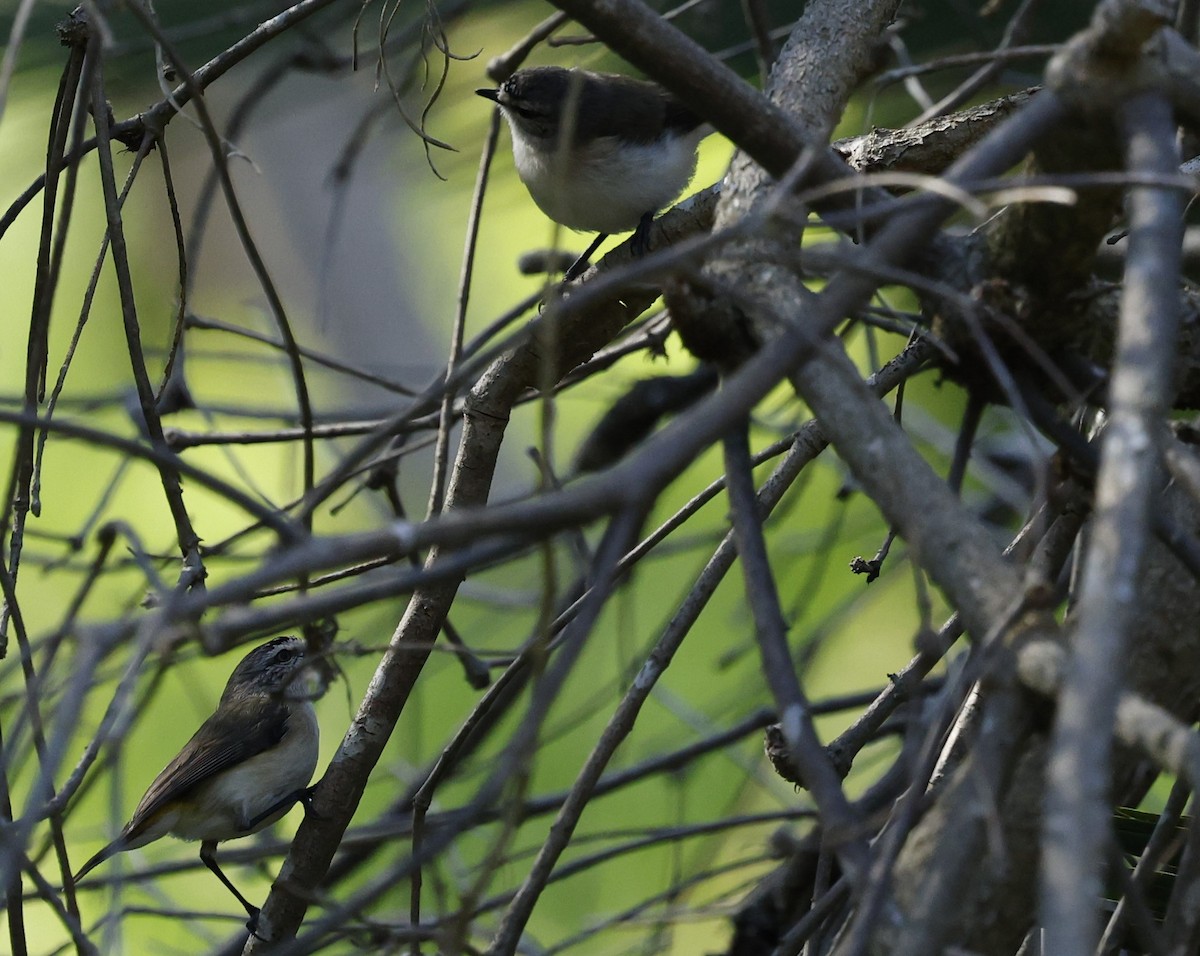 Yellow-rumped Thornbill - ML624019631