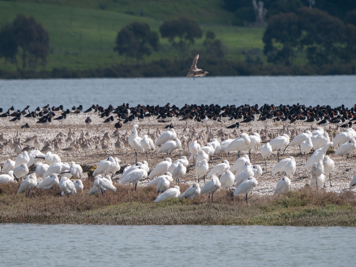 Royal Spoonbill - ML624019632