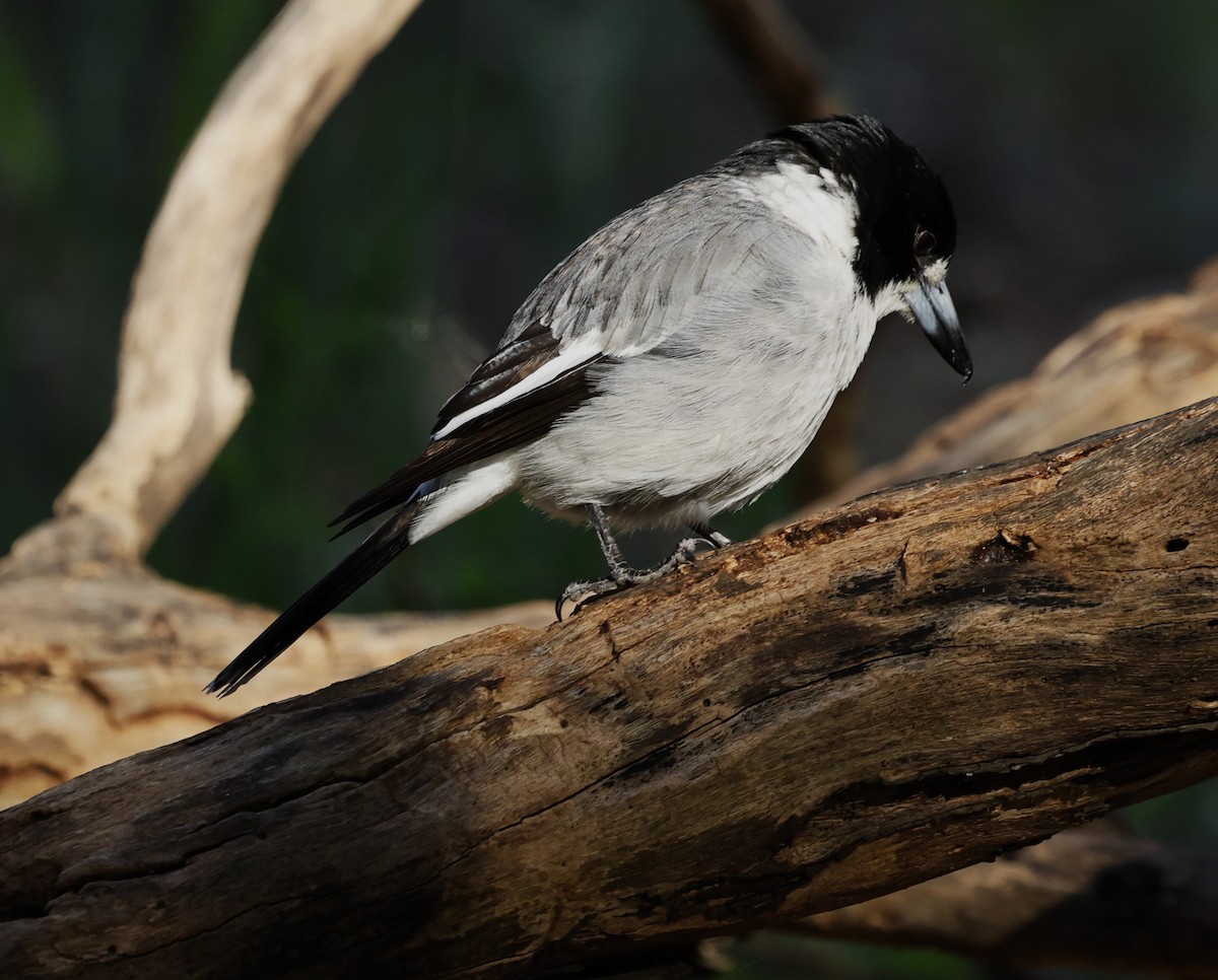 Gray Butcherbird - Kevin McLeod