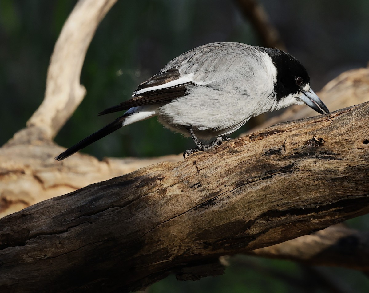 Gray Butcherbird - ML624019635