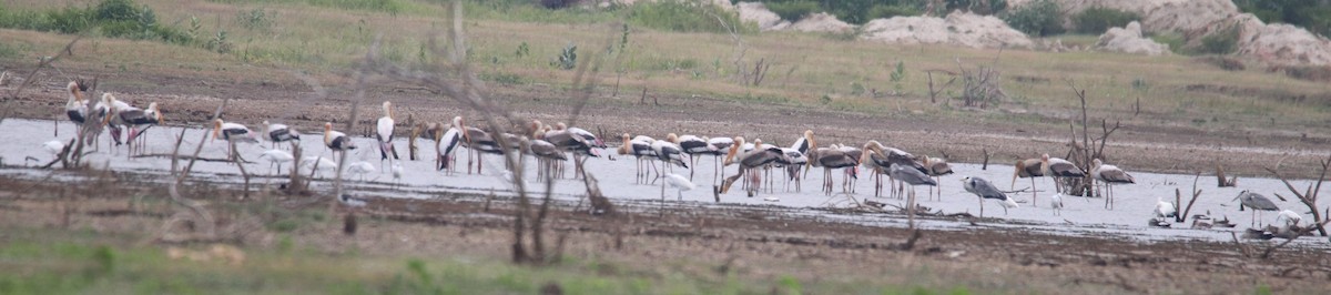 Painted Stork - ML624019636