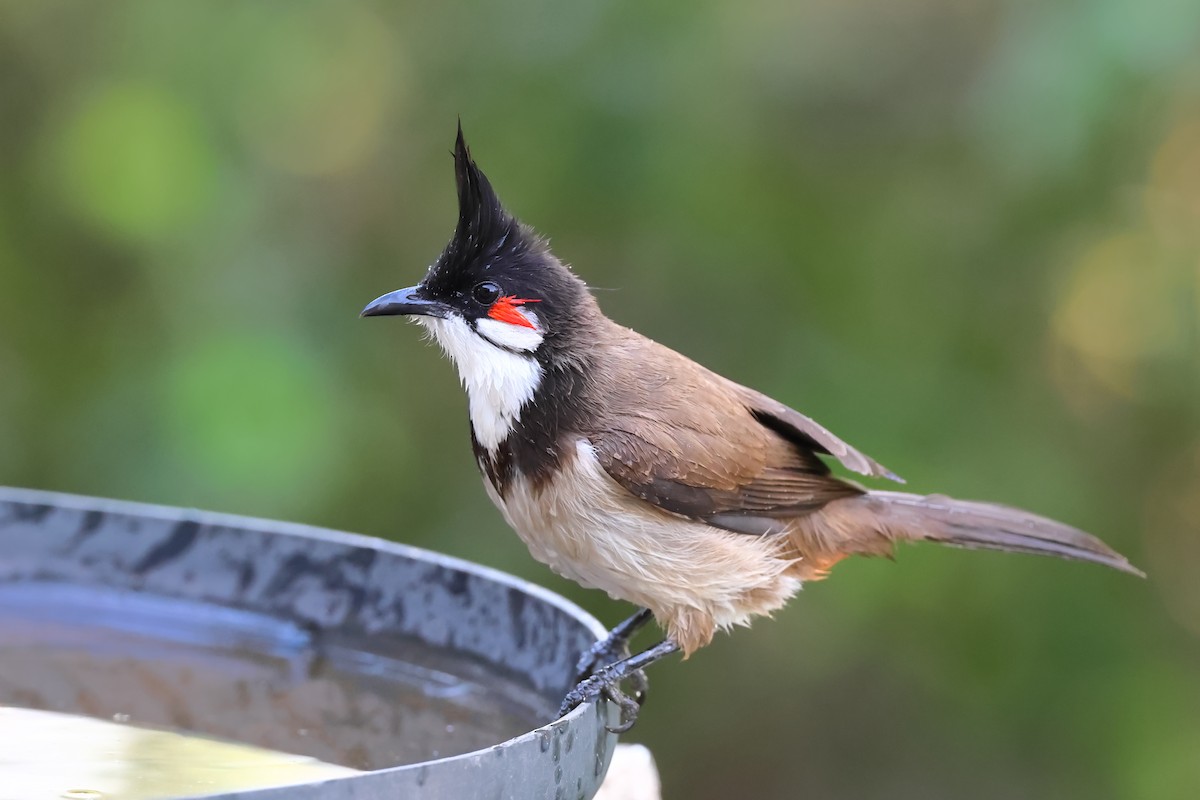 Red-whiskered Bulbul - ML624019643