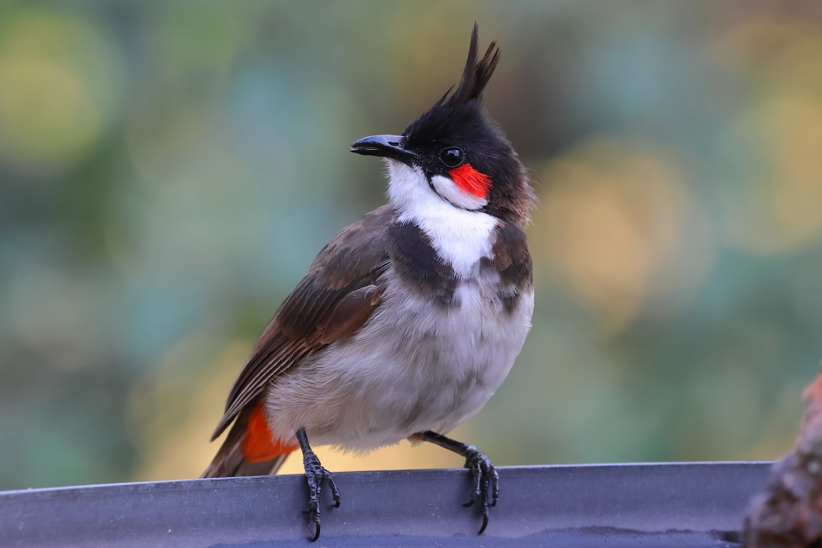 Red-whiskered Bulbul - ML624019644