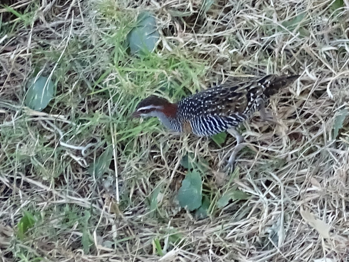 Buff-banded Rail - ML624019645