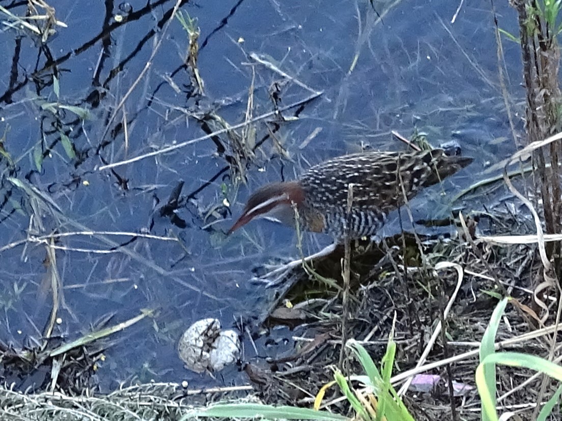 Buff-banded Rail - ML624019646