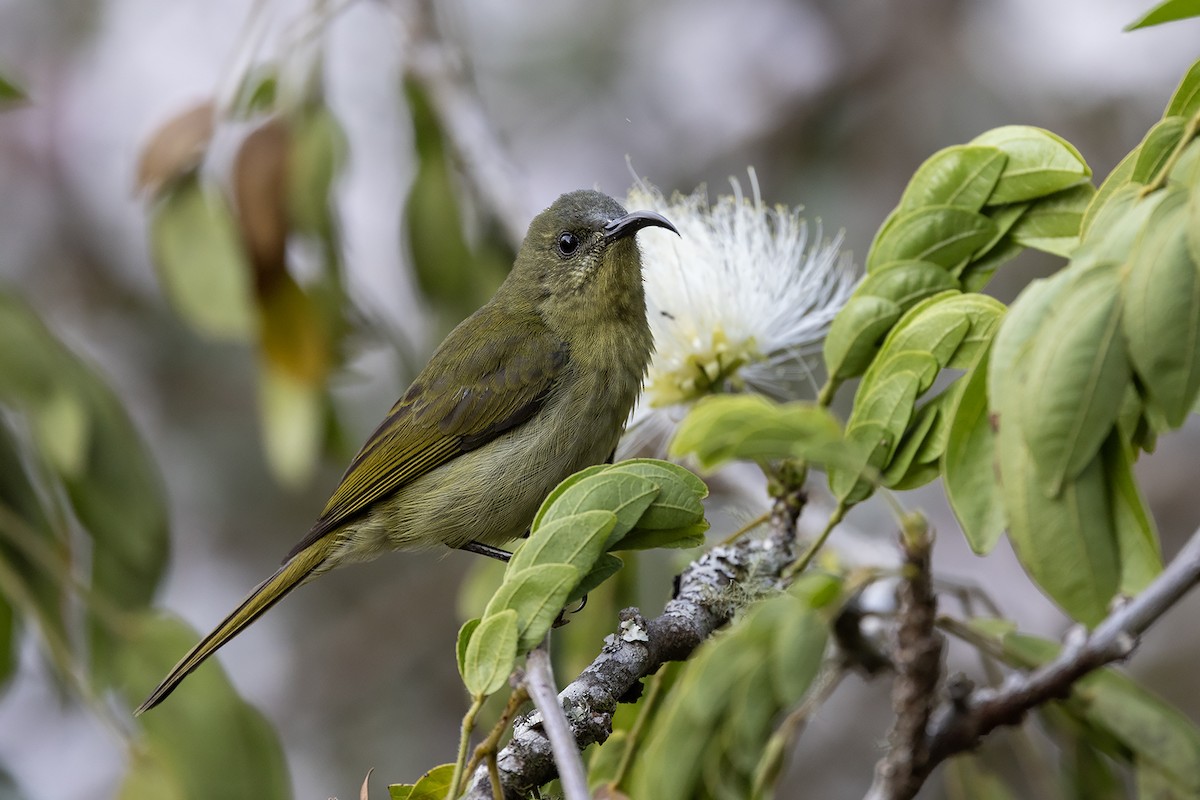 Olive Sunbird - ML624019647