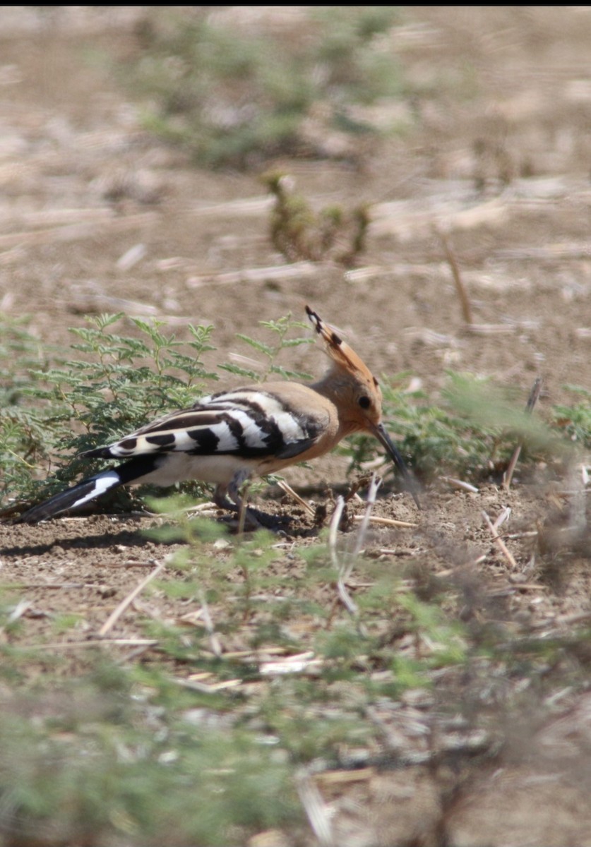 Eurasian Hoopoe - Brendon Fagan