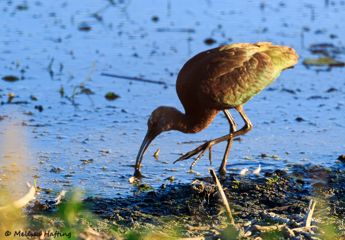 Glossy/White-faced Ibis - ML624019654