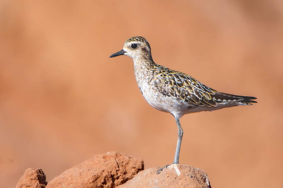 Chorlito Dorado Siberiano - ML624019655