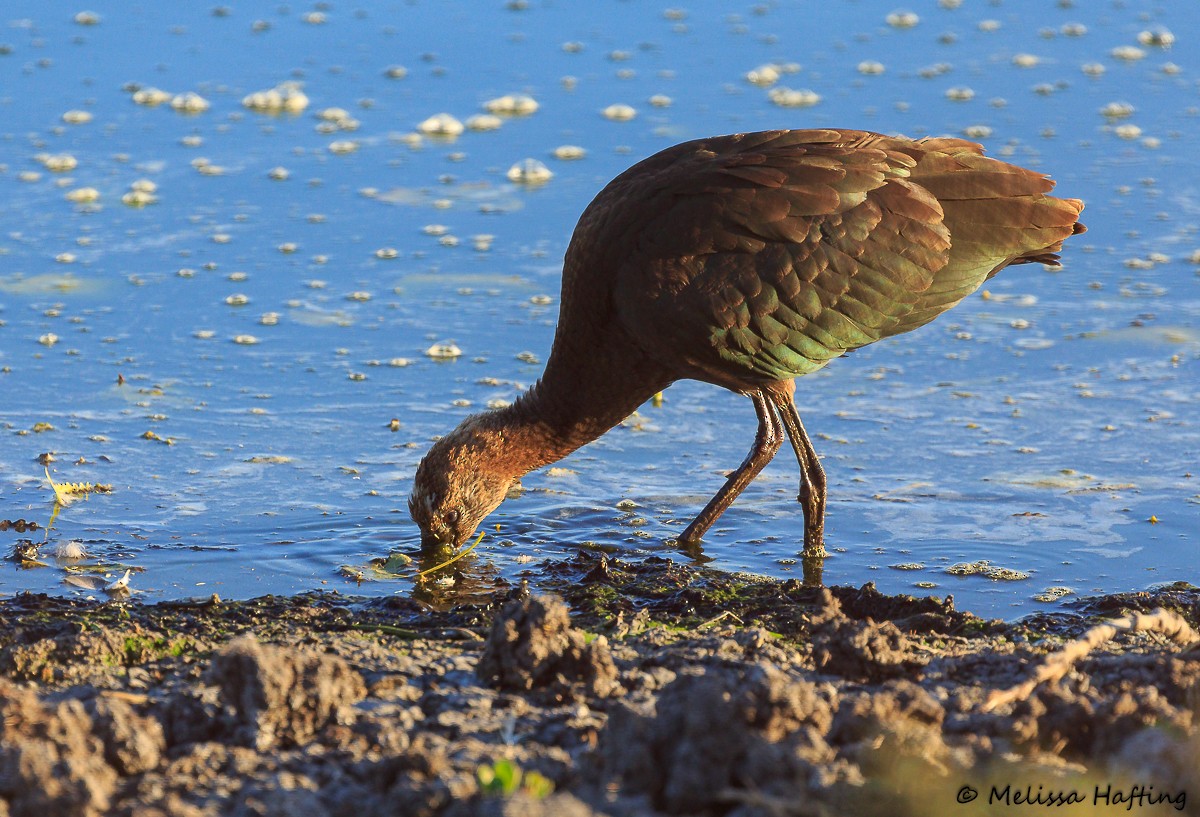 Glossy/White-faced Ibis - ML624019656