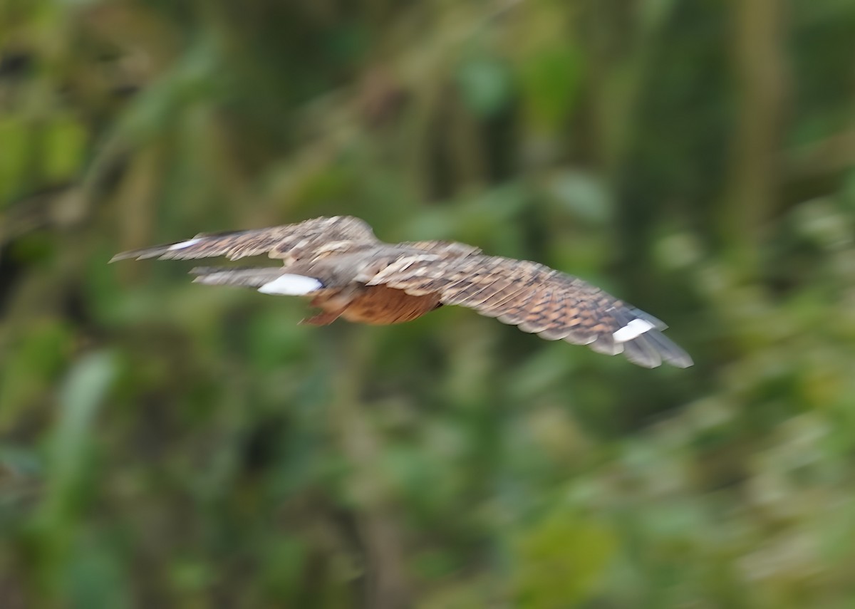 Indian Nightjar - ML624019657