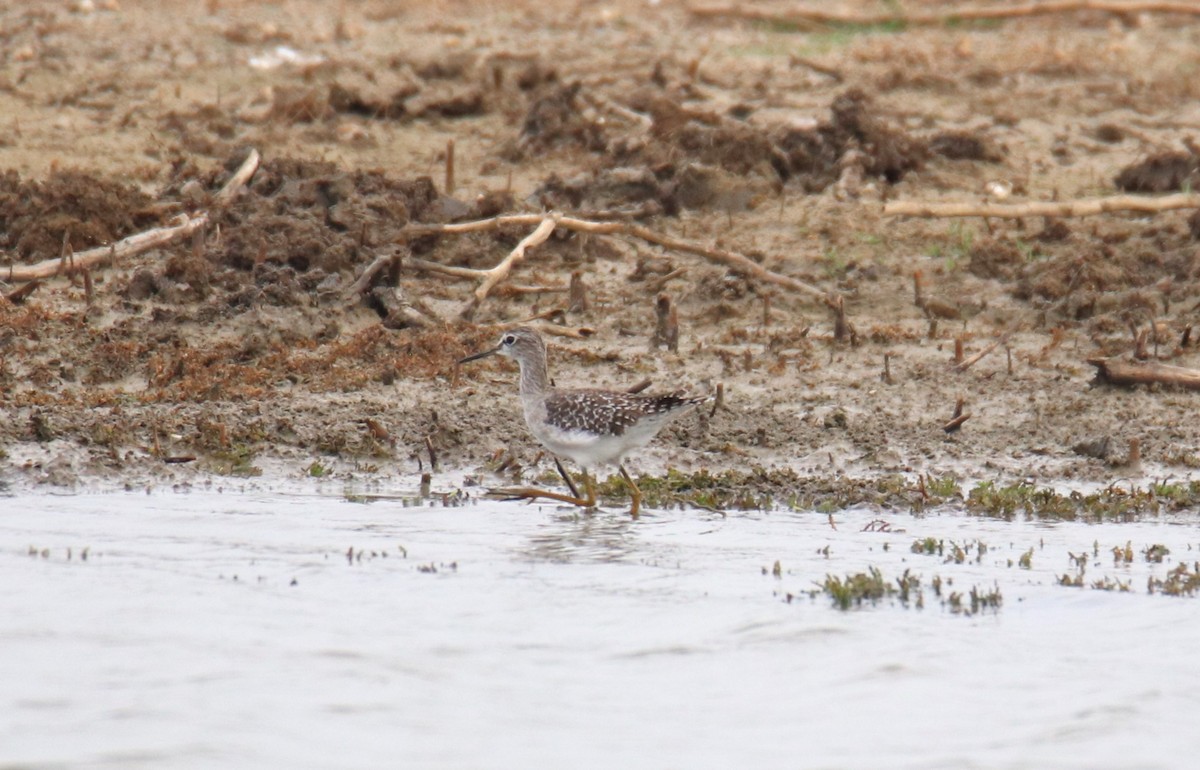 Wood Sandpiper - ML624019658